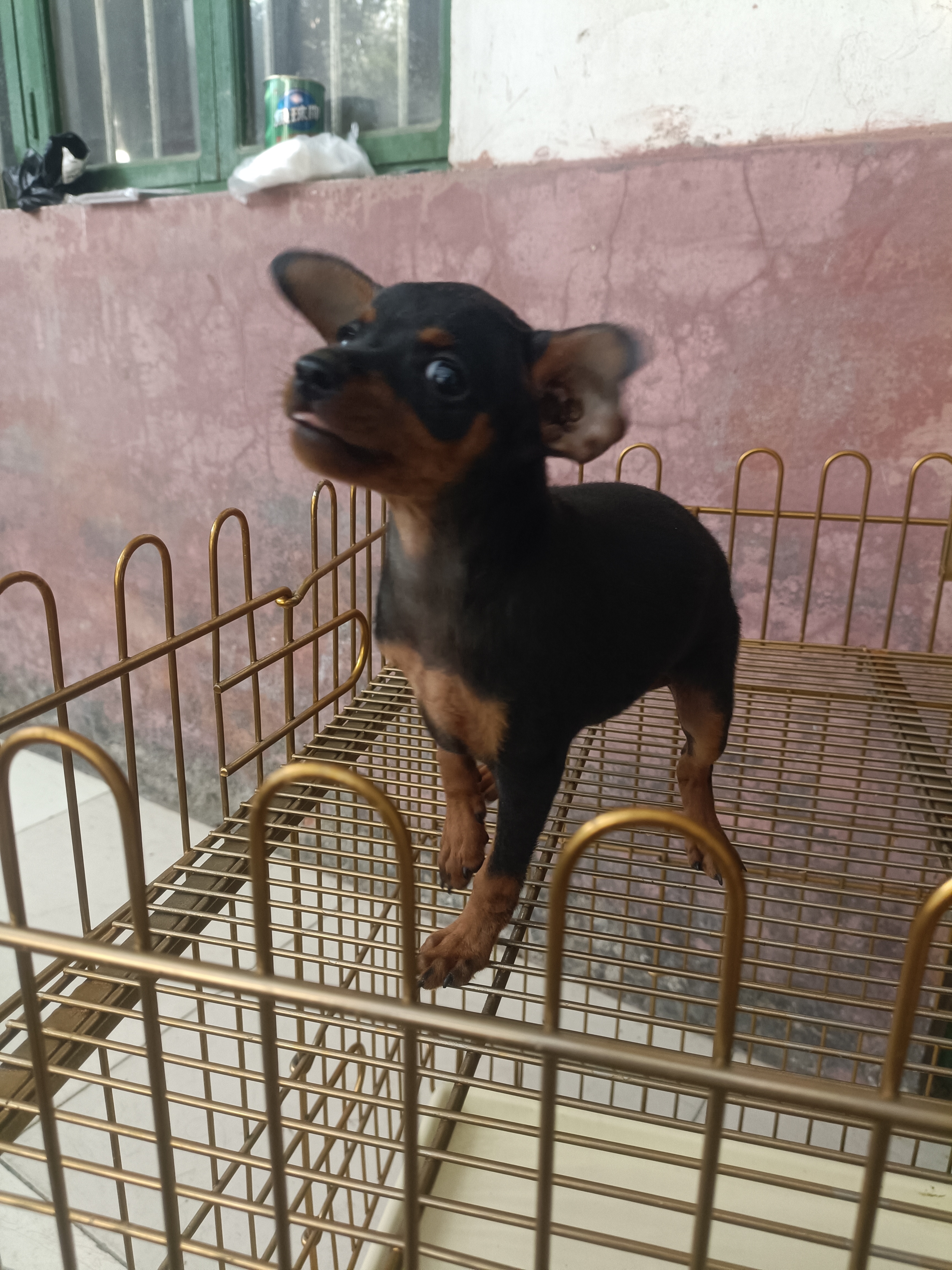 小鹿犬，活泼可爱，不掉毛，没体味支持平台下单